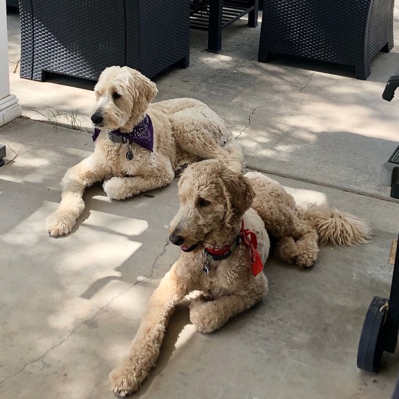 Meet your Posher, Maile - Picture 4 of 6